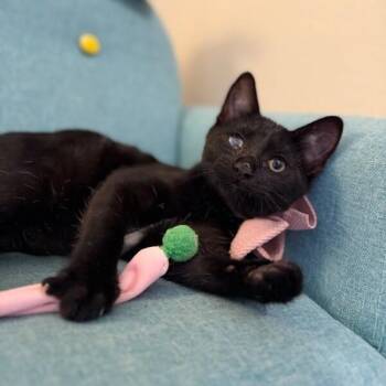 Toby Gashi -  Domestic Short Hair Cat for Adoption in Friendswood, Texas - Toby Gashi | PetCurious