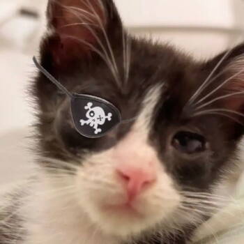 Rescue Domestic Short Hair Cats for Adoption in Dallas, Texas - Derby | PetCurious