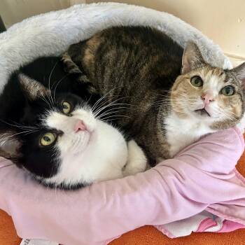 Bonnie and Millie -  Domestic Short Hair Cat for Adoption in Guelph, Ontario - Bonnie And Millie | PetCurious