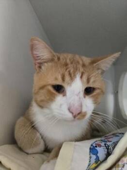 Peter -  Domestic Short Hair Cat for Adoption in Savannah, Georgia - Peter | PetCurious