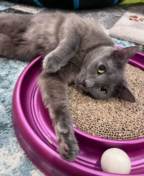 Rescue Domestic Short Hair Cats for Adoption - Quincy | PetCurious