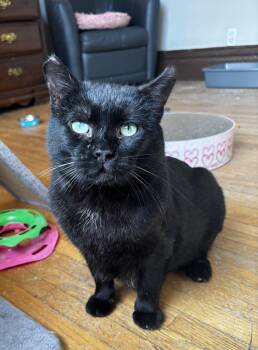 Rescue Domestic Short Hair Cats for Adoption in Shakespeare, Ontario - XENO | PetCurious