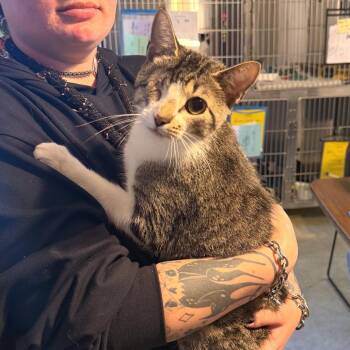Alice -  Domestic Short Hair Cat for Adoption in Belleville, Illinois - Alice | PetCurious
