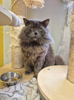 Domestic Long Hair Cats Available for Adoption in Montreal, Quebec - Picatsso | PetCurious