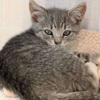 Sylvie -  Domestic Short Hair Cat for Adoption in Madisonville, Tennessee - Sylvie | PetCurious
