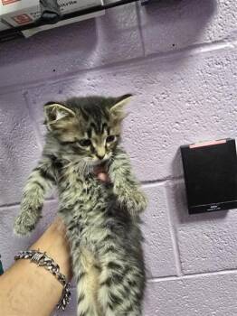 Domestic Medium Hair Cats Available for Adoption in El Paso, Texas - 60934624 | PetCurious