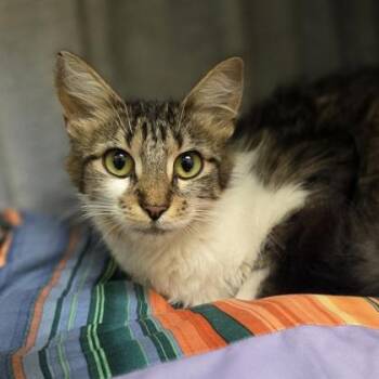 Bitsy -  Domestic Short Hair Cat for Adoption in Westland, Michigan - Bitsy | PetCurious