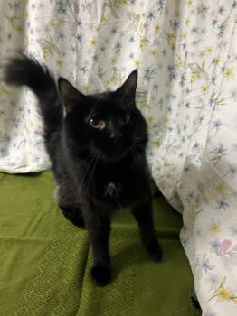 Poe -  Domestic Medium Hair Cat for Adoption in Upper Sandusky, Ohio - Poe | PetCurious