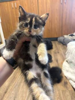 Domestic Short Hair Cats Available for Adoption in Topeka, Kansas - **Cat Cafe** Poppy | PetCurious