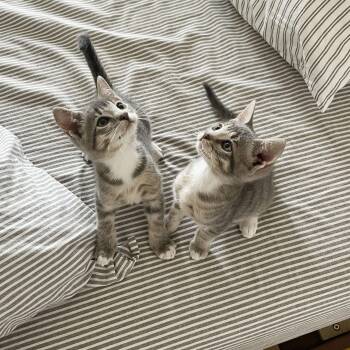 Domestic Short Hair Cats Available for Adoption - Paper Plane + Crane | PetCurious