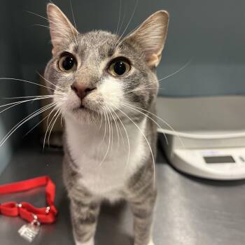 Little bug -  Domestic Short Hair Cat for Adoption in Chattanooga, Tennessee - Little Bug | PetCurious