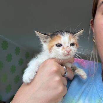 Domestic Short Hair Cats Available for Adoption in North Charleston, South Carolina - Chai | PetCurious