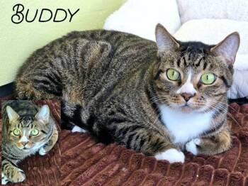 Buddy -  Domestic Short Hair Cat for Adoption in Blountville, Tennessee - Buddy | PetCurious