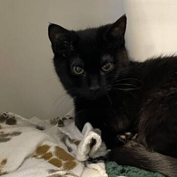 Domestic Short Hair Cats Available for Adoption - Romeo | PetCurious