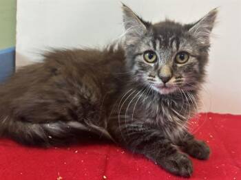 ROXANNE -  Domestic Medium Hair Cat for Adoption in Sacramento, California - ROXANNE | PetCurious