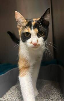 Ruffles -  Domestic Short Hair Cat for Adoption in Rockwall, Texas - Ruffles | PetCurious