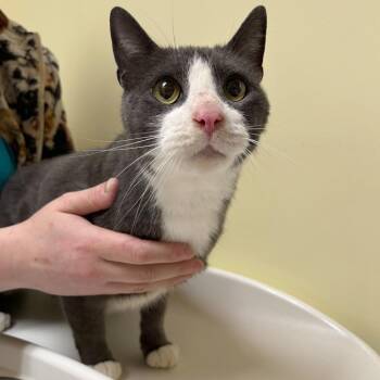 Domestic Short Hair Cats Available for Adoption - Spanky | PetCurious