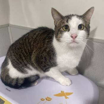 Domestic Short Hair Cats Available for Adoption in Tampa, Florida - Sailor | PetCurious