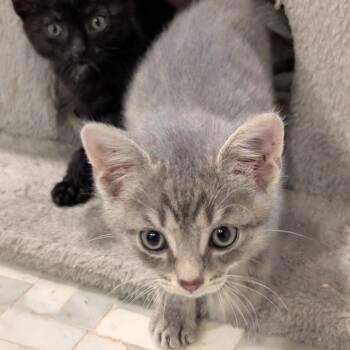 Cheddar -  Domestic Medium Hair Cat for Adoption in Nashville, Tennessee - Cheddar | PetCurious