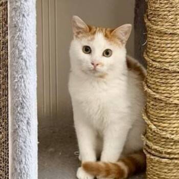 Domestic Short Hair Cats Available for Adoption - Georgia | PetCurious