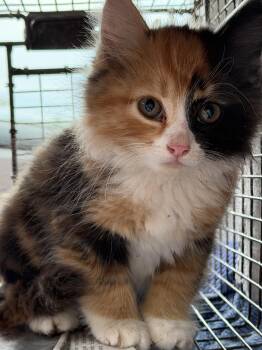 Penelope -  Calico and Domestic Medium Hair Cat for Adoption in Pendleton, Oregon - Penelope | PetCurious