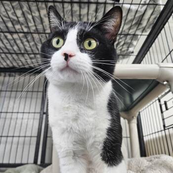 Domestic Short Hair Cats Available for Adoption in Ridgely, Maryland - Loki | PetCurious