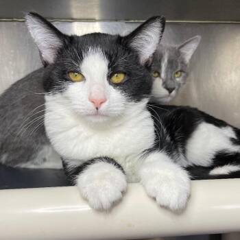 Beignet -  Domestic Short Hair Cat for Adoption in Roanoke, Virginia - Beignet | PetCurious