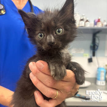 Rescue Domestic Short Hair Cats for Adoption in Washington, District Of Columbia - Bandersnatch | PetCurious