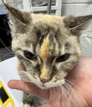 Clove -  Domestic Short Hair Cat for Adoption in West Chester, Pennsylvania - Clove | PetCurious