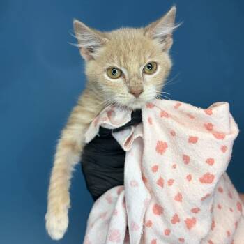 Potbelly Pig -  Domestic Medium Hair Cat for Adoption in San Antonio, Texas - Potbelly Pig | PetCurious