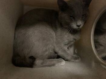 A554117 -  Domestic Short Hair Cat for Adoption in Moreno Valley, California - A554117 | PetCurious