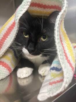Teach -  Domestic Short Hair Cat for Adoption in Saint Charles, Missouri - Teach | PetCurious