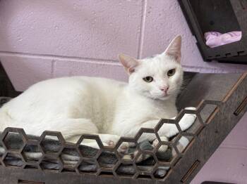 Rescue Domestic Short Hair Cats for Adoption in Wantagh, New York - Snowy | PetCurious