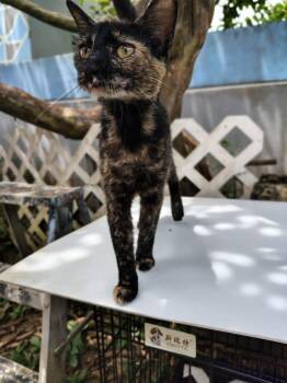 Andrea -  Domestic Short Hair Cat Available for Adoption in Franklin, Massachusetts - Andrea | PetCurious