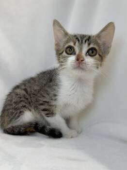 Priscilla -  Domestic Short Hair and Tabby Cat for Adoption in Greensboro, North Carolina - Priscilla | PetCurious