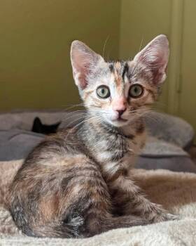 Croissant -  Domestic Short Hair Cat for Adoption in Frisco, Texas - Croissant | PetCurious