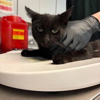Abilene +5 -  Domestic Short Hair Cat for Adoption in Huntington, West Virginia - Abilene +5 | PetCurious