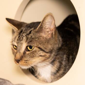 Meg -  Domestic Short Hair Cat for Adoption in Victor, New York - Meg | PetCurious