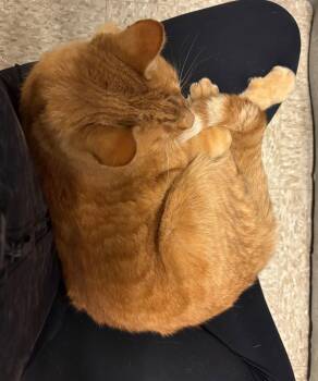 Domestic Short Hair Cats Available for Adoption - Ringo | PetCurious