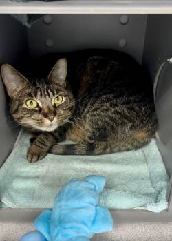 Domestic Short Hair Cats Available for Adoption - Vanessa | PetCurious