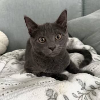 Gouda -  Domestic Short Hair Cat for Adoption in Cortland, New York - Gouda | PetCurious