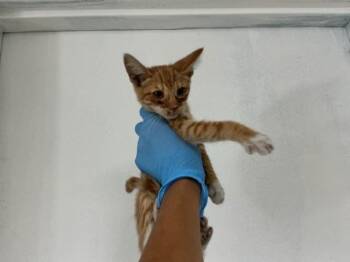 FIONA -  Domestic Short Hair Cat for Adoption in San Bernardino, California - FIONA | PetCurious