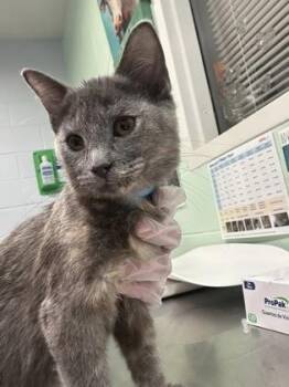 Grey -  Domestic Short Hair Cat for Adoption in Cincinnati, Ohio - Grey | PetCurious