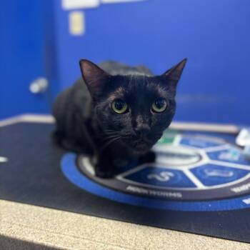Poe -  Domestic Short Hair Cat for Adoption in Wahiawa, Hawaii - Poe | PetCurious