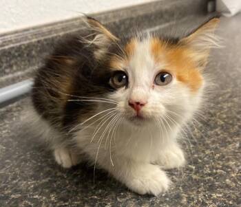 Elizabeth Jane -  Calico Cat for Adoption in Lockhart, Texas - Elizabeth Jane | PetCurious