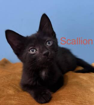 Scallion -  Domestic Short Hair and Bombay Cat for Adoption in New York, New York - Scallion | PetCurious