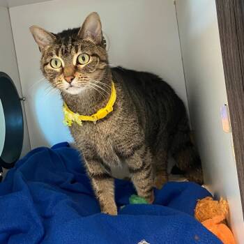 Rescue Domestic Short Hair Cats for Adoption in Matteson, Illinois - Cleo | PetCurious