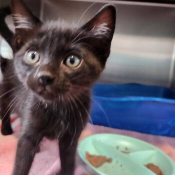 Trevor is at Petsmart GJ -  Domestic Short Hair Cat for Adoption in Cedaredge, Colorado - Trevor Is At Petsmart GJ | PetCurious