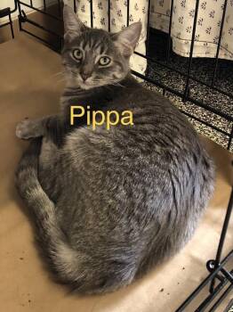 Rescue Domestic Short Hair Cats for Adoption in Jackson, California - Fritz, Pippa | PetCurious