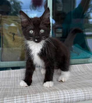 D.O.G -  Domestic Medium Hair Cat for Adoption in Kingsland, Georgia - D.O.G | PetCurious